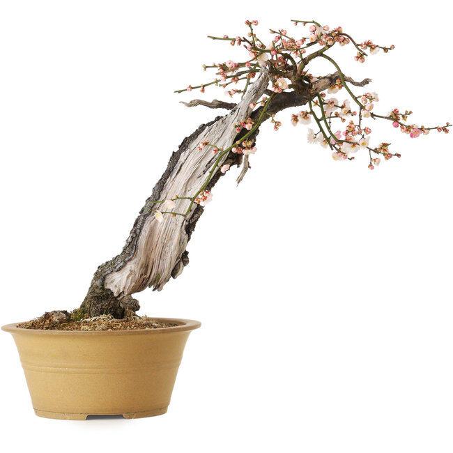 Prunus mume, halb weiß, halb rosa, 59 cm, ca. 40 Jahre alt, mit einem Wurzelansatz von 13 cm