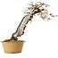 Prunus mume metà bianco metà rosa, 59 cm, ± 40 anni, con un nebari di 13 cm