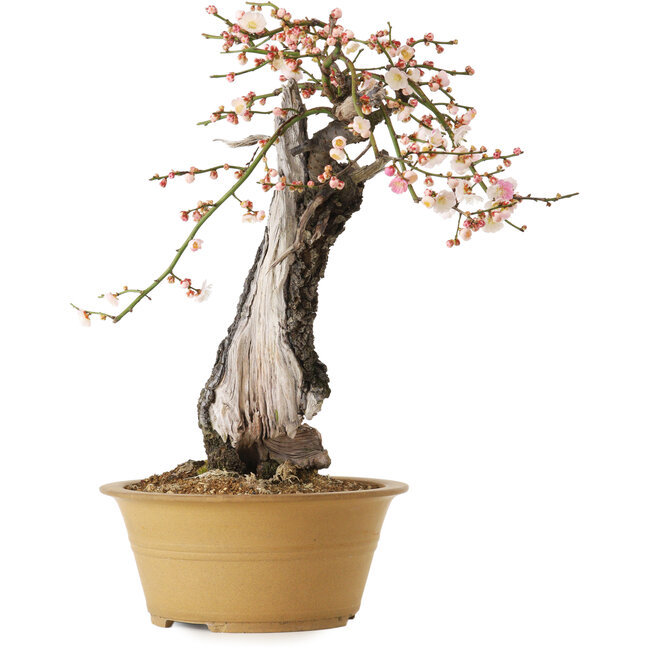 Prunus mume metà bianco metà rosa, 59 cm, ± 40 anni, con un nebari di 13 cm
