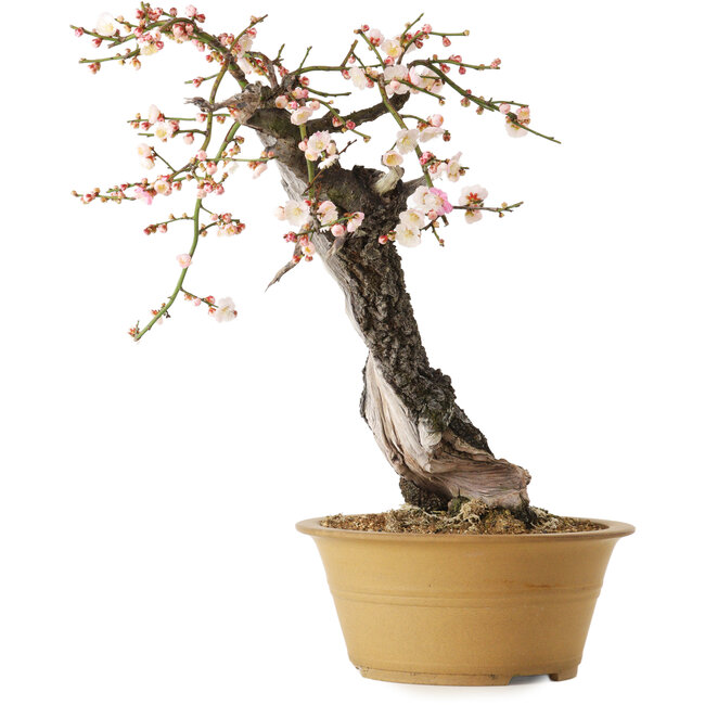 Prunus mume metà bianco metà rosa, 59 cm, ± 40 anni, con un nebari di 13 cm