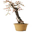 Prunus mume half white half pink, 59 cm, ± 40 years old, with a nebari of 13 cm