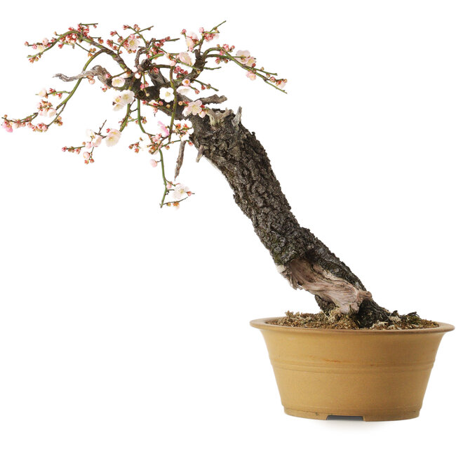 Prunus mume half white half pink, 59 cm, ± 40 years old, with a nebari of 13 cm