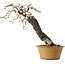 Prunus mume metà bianco metà rosa, 59 cm, ± 40 anni, con un nebari di 13 cm
