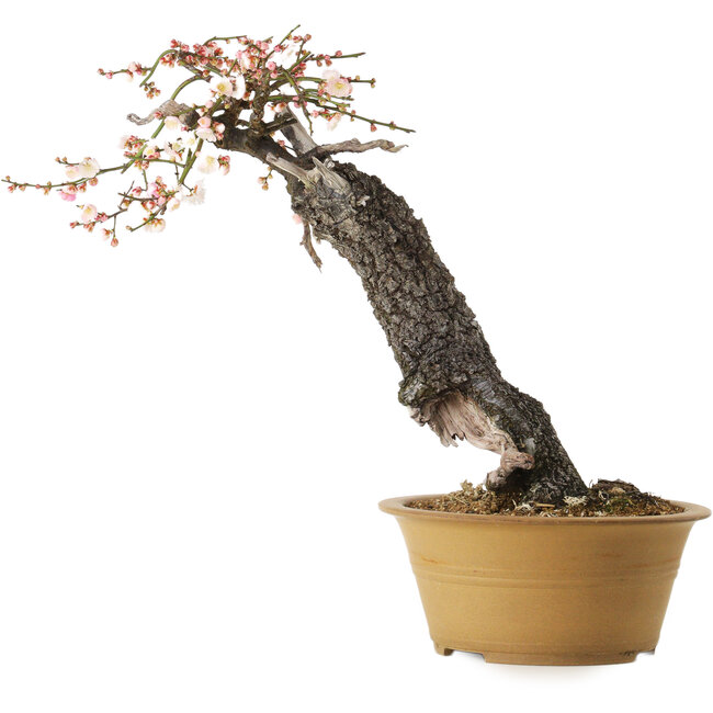 Prunus mume half white half pink, 59 cm, ± 40 years old, with a nebari of 13 cm