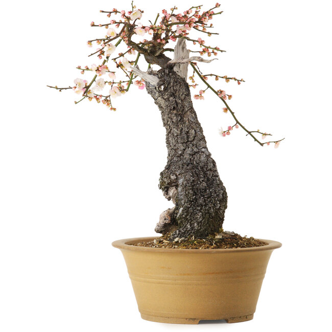 Prunus mume mitad blanco mitad rosado, 59 cm, ± 40 años, con un nebari de 13 cm