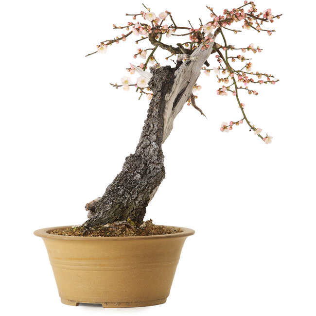 Prunus mume, halb weiß, halb rosa, 59 cm, ca. 40 Jahre alt, mit einem Wurzelansatz von 13 cm