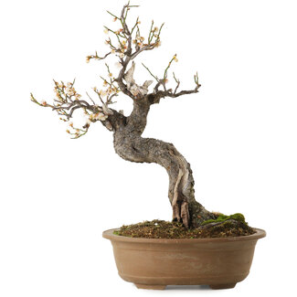Prunus mume white, 50 cm, ± 35 years old
