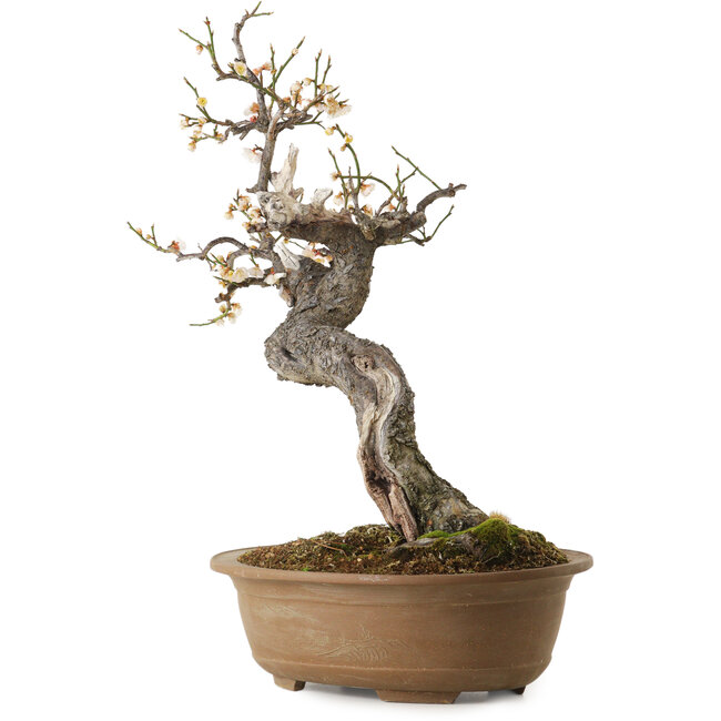 Prunus mume white, 50 cm, ± 35 years old, with a nebari of 14 cm