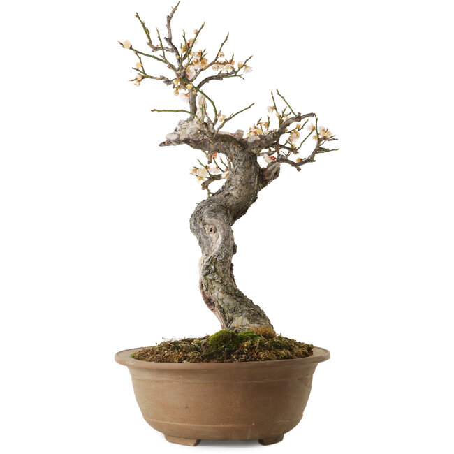 Prunus mume blanco, 50 cm, ± 35 años, con un nebari de 14 cm