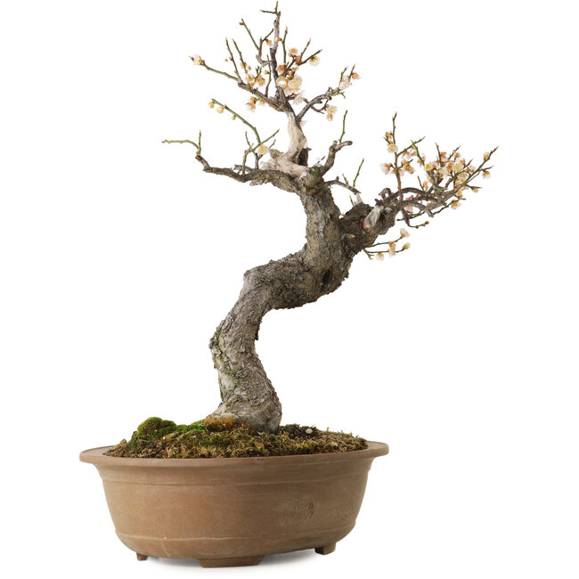Prunus mume wit, 50 cm, ± 35 jaar oud, met een nebari van 14 cm