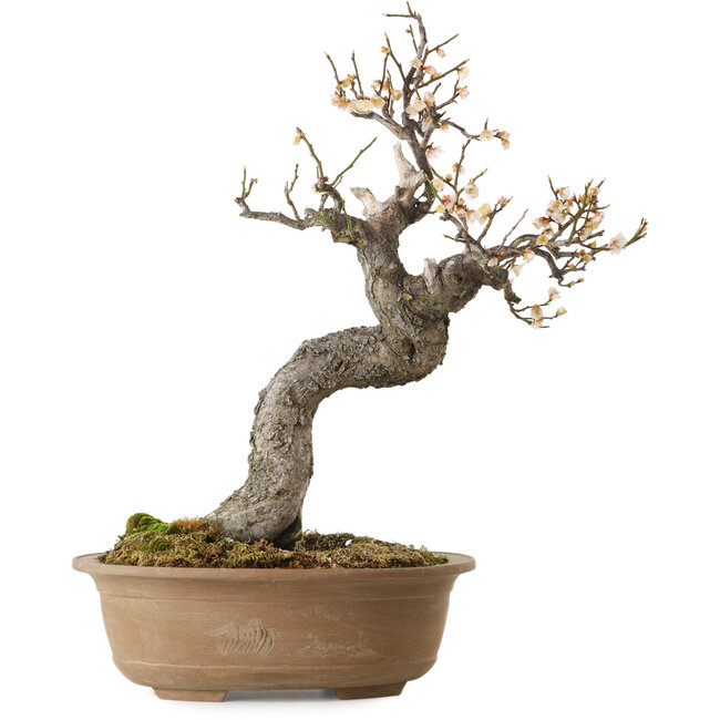 Prunus mume white, 50 cm, ± 35 years old, with a nebari of 14 cm