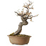 Prunus mume white, 50 cm, ± 35 years old, with a nebari of 14 cm