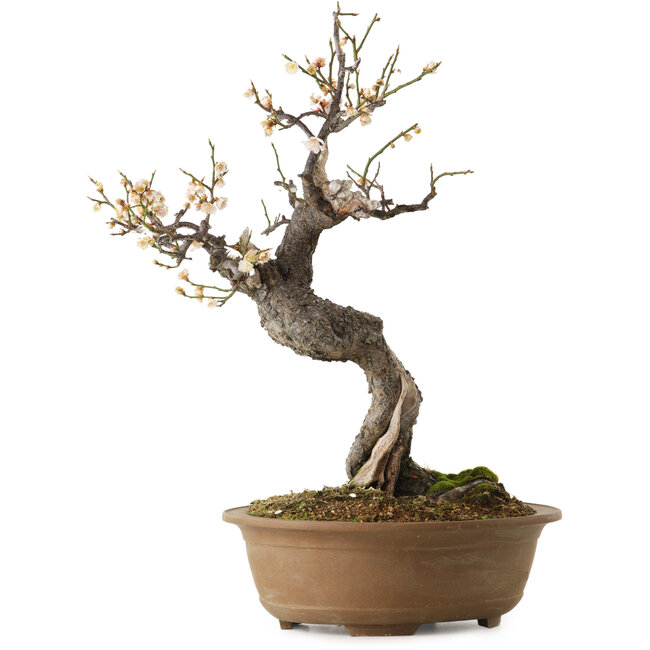 Prunus mume white, 50 cm, ca. 35 Jahre alt, mit einem Wurzelhals von 14 cm