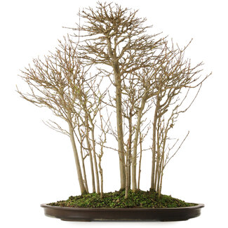 Acer buergerianum, 75 cm, ± 25 Jahre alt