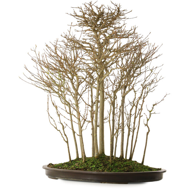 Acer buergerianum, 75 cm, ± 25 Jahre alt