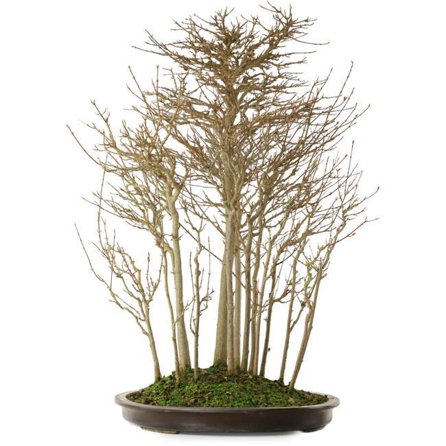 Acer buergerianum, 75 cm, ± 25 ans