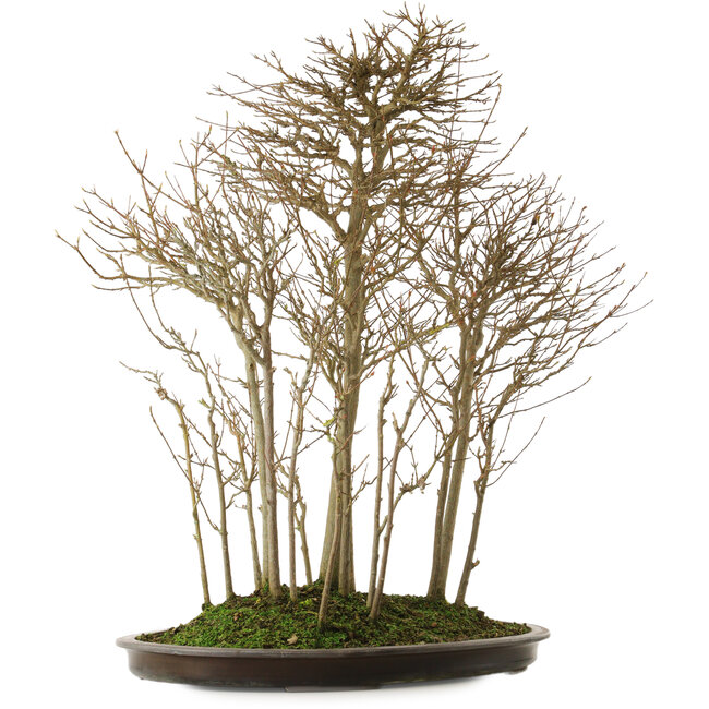 Acer buergerianum, 75 cm, ± 25 jaar oud