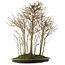 Acer buergerianum, 75 cm, ± 25 years old