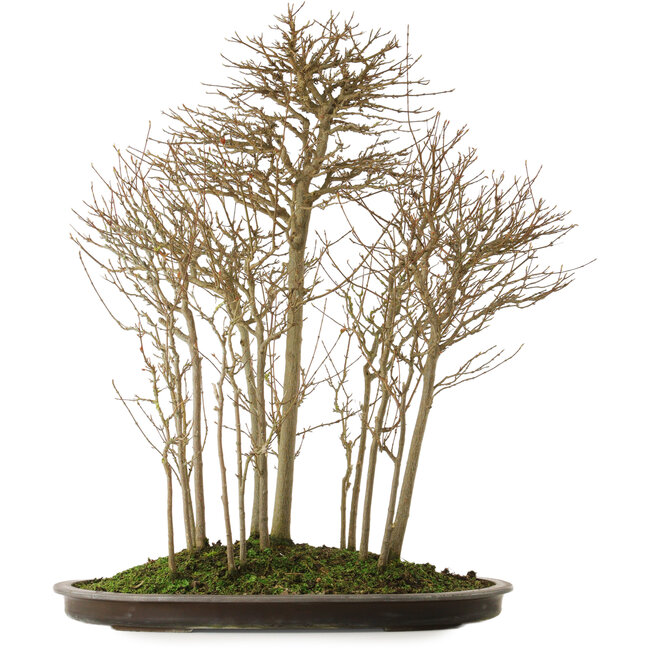 Acer buergerianum, 75 cm, ± 25 Jahre alt