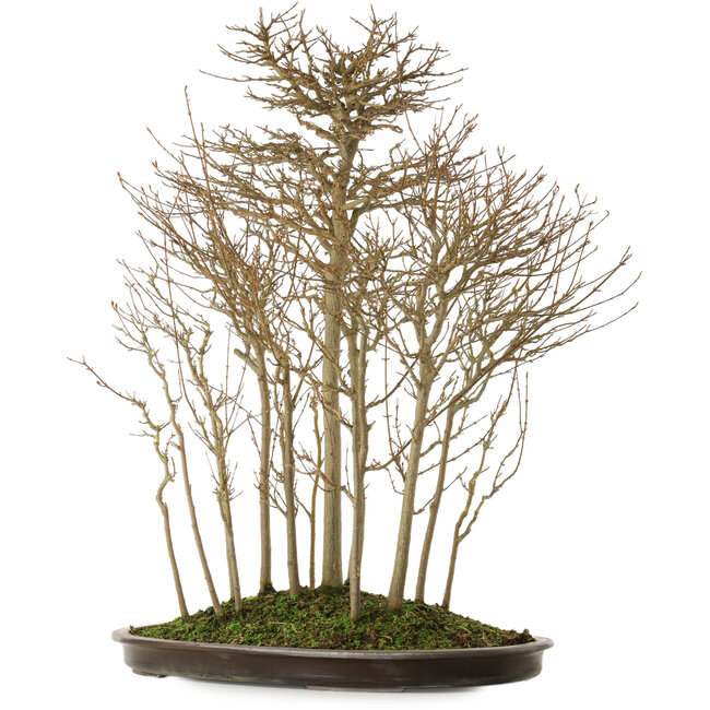 Acer buergerianum, 75 cm, ± 25 años