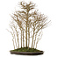 Acer buergerianum, 75 cm, ± 25 ans