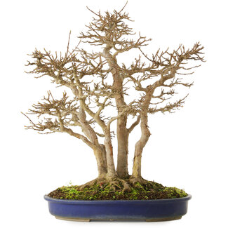 Acer buergerianum, 55 cm, ± 40 anni