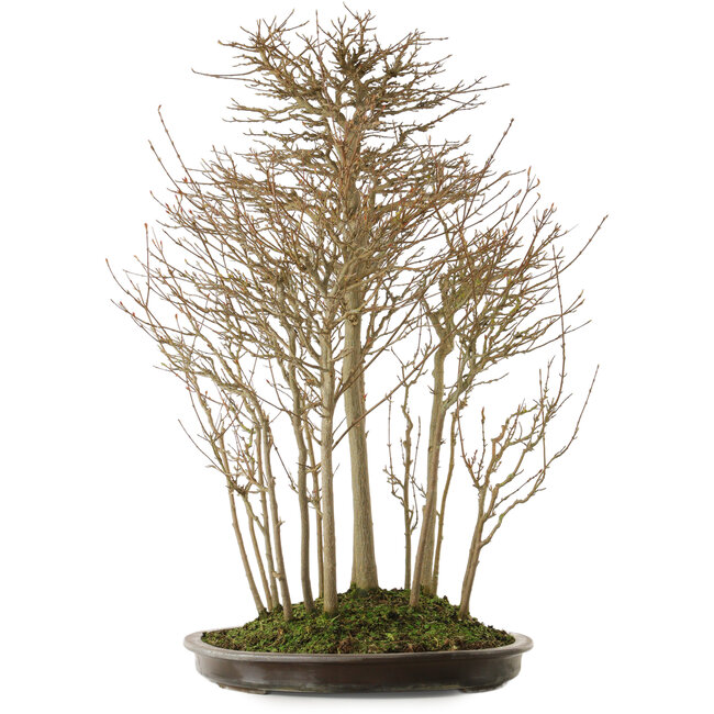 Acer buergerianum, 75 cm, ± 25 ans