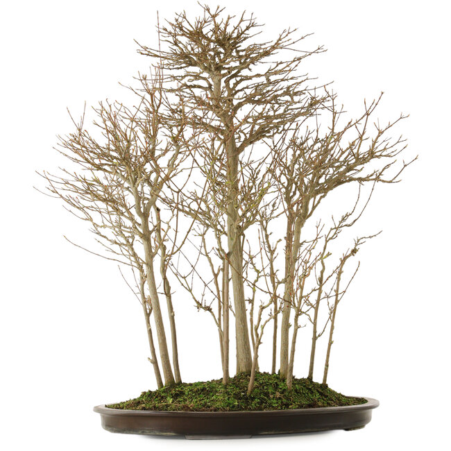 Acer buergerianum, 75 cm, ± 25 Jahre alt