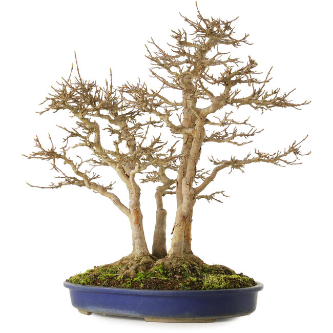 Acer buergerianum, 55 cm, ± 40 jaar oud, met een nebari van 30 cm en zeer oude schors.