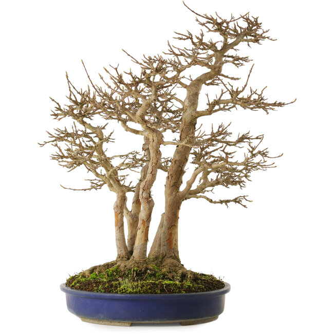 Acer buergerianum, 55 cm, ± 40 Jahre alt, mit einem Wurzelhals von 30 cm und sehr alter Rinde