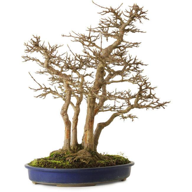 Acer buergerianum, 55 cm, ± 40 ans, avec un nebari de 30 cm et une écorce très ancienne