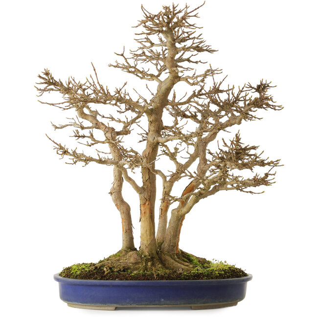 Acer buergerianum, 55 cm, ± 40 Jahre alt, mit einem Wurzelhals von 30 cm und sehr alter Rinde