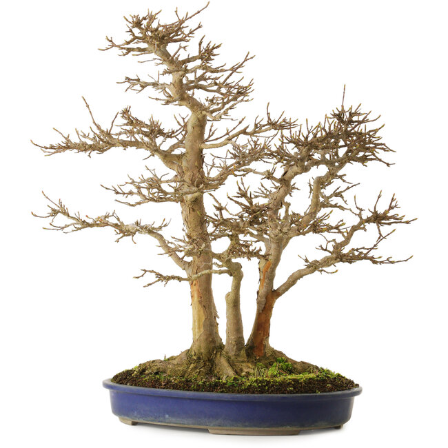 Acer buergerianum, 55 cm, ± 40 años, con un nebari de 30 cm y corteza muy vieja