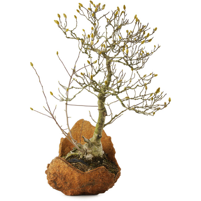 Sternmagnolie (Magnolia stellata), 75 cm, ca. 35 Jahre alt, mit einem Wurzelhals von 22 cm, aus dem Garten von Shinji Suzuki