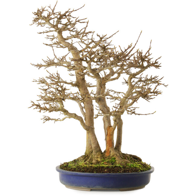 Acer buergerianum, 55 cm, ± 40 ans, avec un nebari de 30 cm et une écorce très ancienne