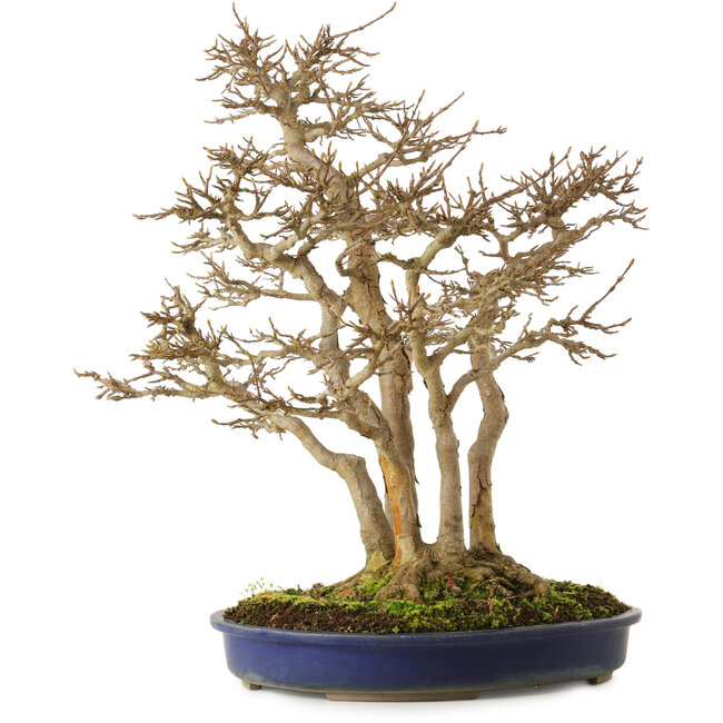 Acer buergerianum, 55 cm, ± 40 years old, with a nebari of 30 cm and very old bark