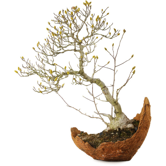 Magnolia stellata, 75 cm, ± 35 anni, con un nebari di 22 cm, dal giardino di Shinji Suzuki