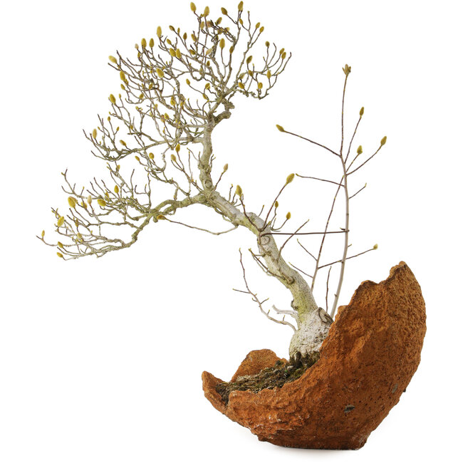 Sternmagnolie (Magnolia stellata), 75 cm, ca. 35 Jahre alt, mit einem Wurzelhals von 22 cm, aus dem Garten von Shinji Suzuki