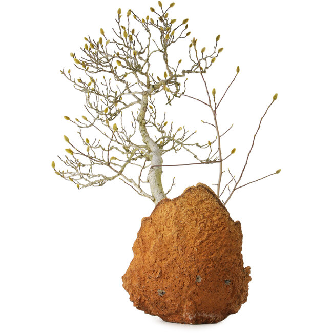 Magnolia stellata, 75 cm, environ 35 ans, avec un nebari de 22 cm, provenant du jardin de Shinji Suzuki.