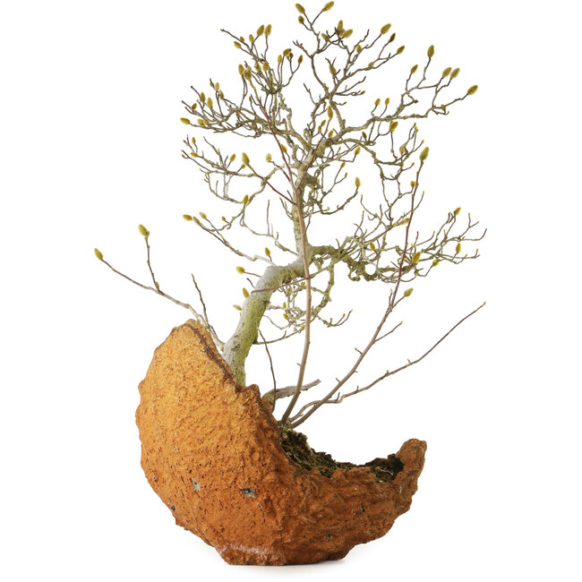 Sternmagnolie (Magnolia stellata), 75 cm, ca. 35 Jahre alt, mit einem Wurzelhals von 22 cm, aus dem Garten von Shinji Suzuki