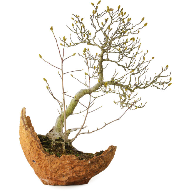 Magnolia stellata, 75 cm, ± 35 jaar oud, met een nebari van 22 cm, uit de tuin van Shinji Suzuki.