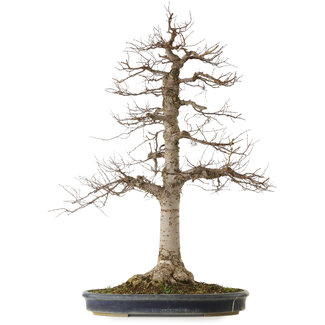 Zelkova serrata, 86 cm, ± 25 años