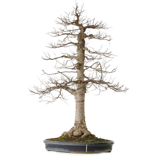 Zelkova serrata, 86 cm, ± 25 anni, con un nebari di 25 cm, in un vaso giapponese fatto a mano da Tokoname