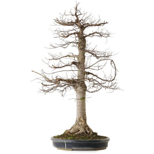 Zelkova serrata, 86 cm, ± 25 jaar oud, met een nebari van 25 cm, in een handgemaakte Japanse pot uit Tokoname.