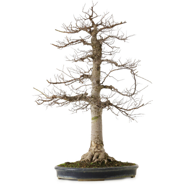 Zelkova serrata, 86 cm, ± 25 ans, avec un nebari de 25 cm, dans un pot japonais fait main de Tokoname