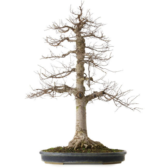 Zelkova serrata, 86 cm, ± 25 jaar oud, met een nebari van 25 cm, in een handgemaakte Japanse pot uit Tokoname.