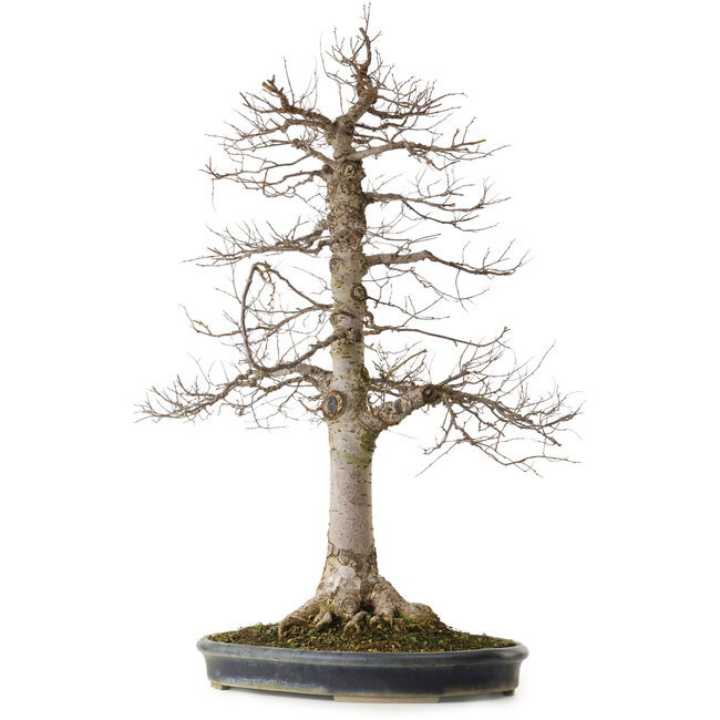 Zelkova serrata, 86 cm, ± 25 años, con un nebari de 25 cm, en una maceta japonesa hecha a mano de Tokoname