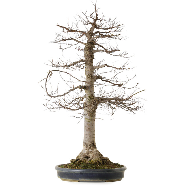 Zelkova serrata, 86 cm, ± 25 jaar oud, met een nebari van 25 cm, in een handgemaakte Japanse pot uit Tokoname.