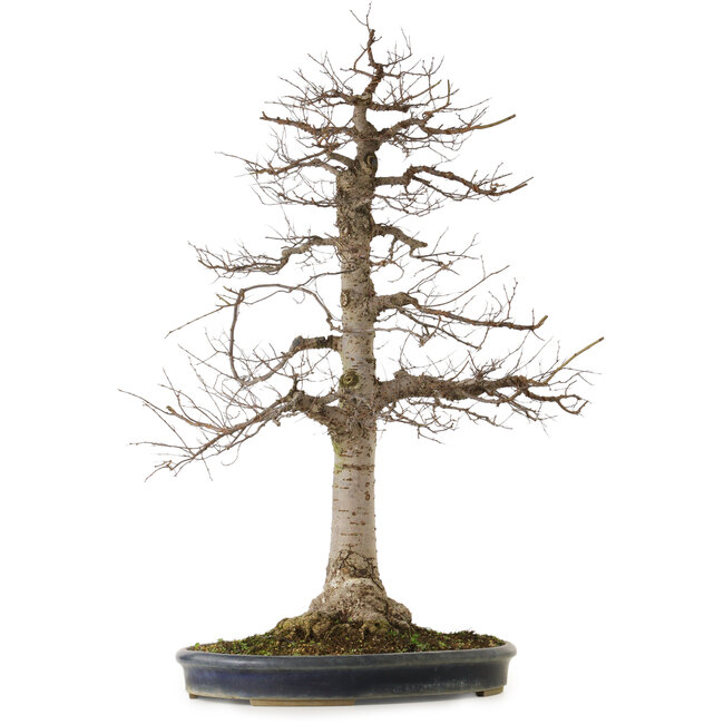 Zelkova serrata, 86 cm, ± 25 años, con un nebari de 25 cm, en una maceta japonesa hecha a mano de Tokoname