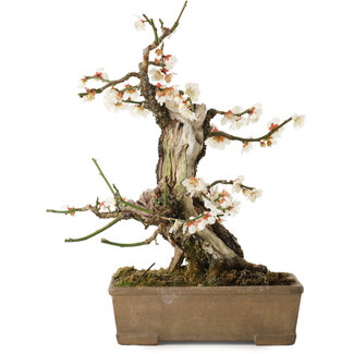 Prunus mume, 34 cm, ± 30 Jahre alt